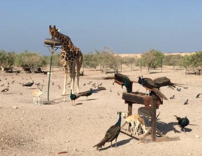 Sir Bani Yas Island 　