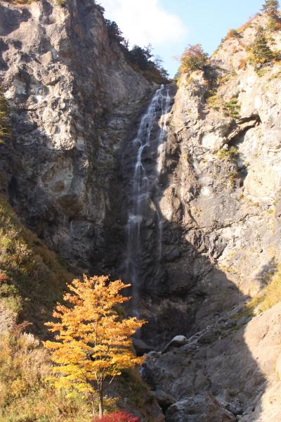 紅葉真っ盛りの石川　白山スーパー林道改め　白山白川郷ホワイトロード（2015年10月19日）