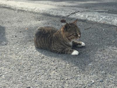 猫の島(田代島)・網地島訪問記