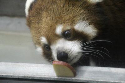 ２度目の四国遠征はバスでめぐる３県３園！～レッサーパンダのいる動物園へ・高知編（３）レッサーパンダのカイちゃん・カイくん＆３種類のカワウソがいる温帯の森