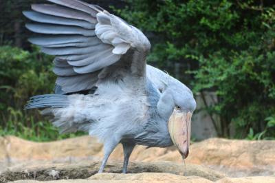 ２度目の四国遠征はバスでめぐる３県３園！～レッサーパンダのいる動物園へ・高知編（４）素晴らしいアフリカゾーンとジャングル・ミュージーアム：結構可愛いブチハイエナ＆空飛ぶハシビロコウの迫力＆初めて見たウンピョウの美しさ＆面白顔でジュースを飲むマレーグマ