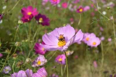 京急イエローハッピートレインに乗ってくりはま花の国のコスモス畑へ