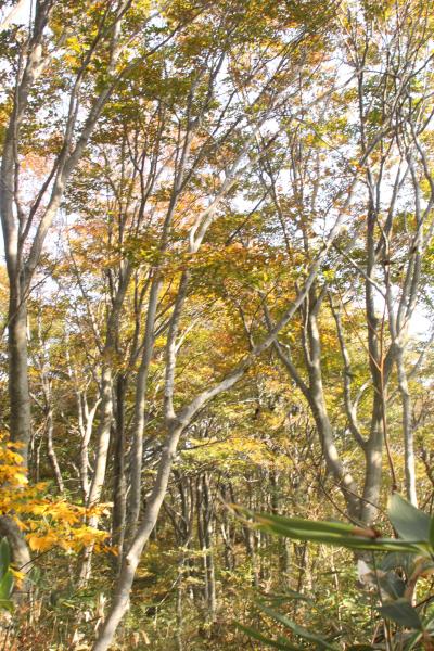 福井再発見　鍋倉山・藤倉山ハイキング　（秋編）