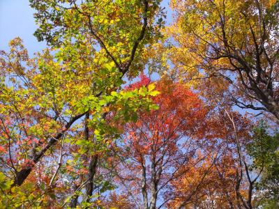 那須高原の素晴らしい紅葉を観る事ができました。