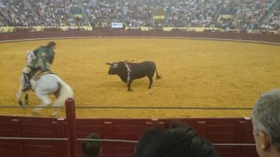 今年（2015年）最後の闘牛を見る（カンポ　ペケノ）