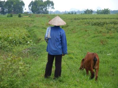 ベトナム、世界遺産チャンアンのある、ニンビンの奥さんの村を散歩する。