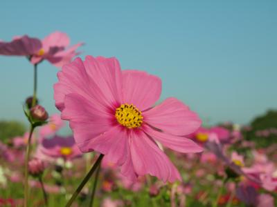 和泉リサイクル環境公園の秋の花♪