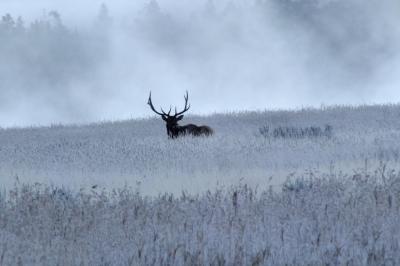 9/19(4日目)レイクカントリーからルーズベルト、マンモスを通ってオールドフェイスフルへ