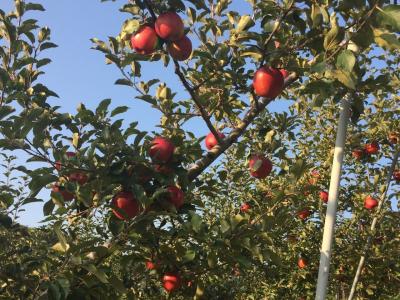 信州  軽井沢散策～小諸りんご狩り 一人旅