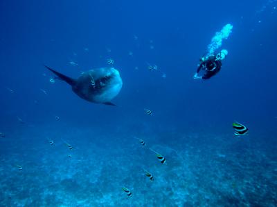 バリ島での夏休み マンボウダイビング　後編　Summer vacation in BALI ~mola mola diving 2~