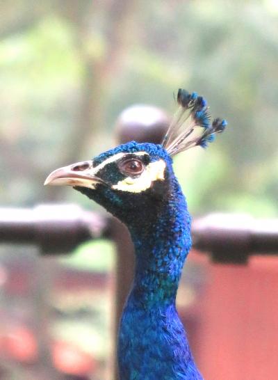 Japan　はじめての多摩動物公園