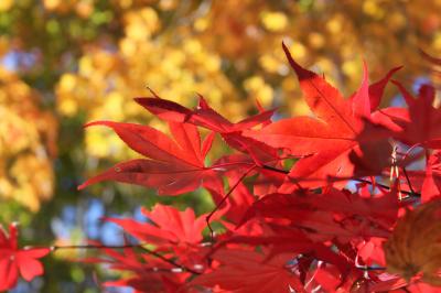 初紅葉