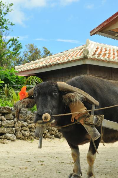 沖縄　８日間　癒しの旅　その４