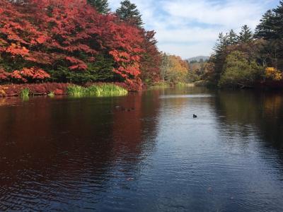 突発ひとり旅♪そうだ。紅葉 ♪ 軽井沢にいこう♪