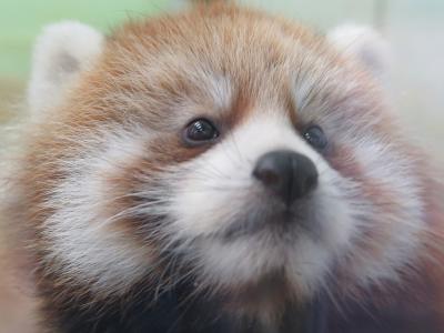 千葉市動物公園