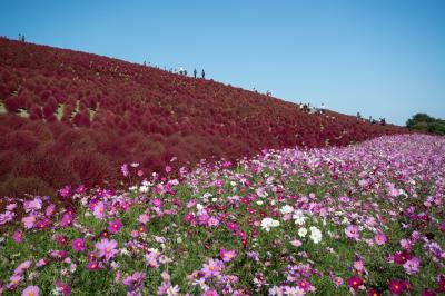 突然行先を『国営ひたち海浜公園』に変更したけど行って良かった♪