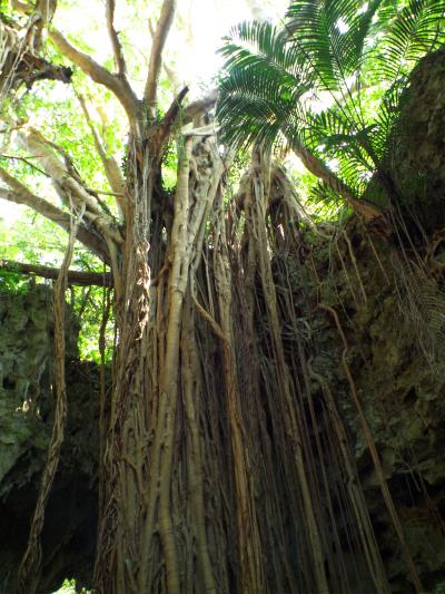 沖縄太古の自然（ガンガラーの谷）