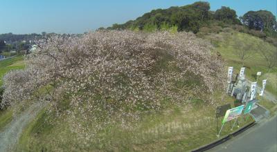 2015.10.24 知多市大興寺の四季桜を覗いてきました