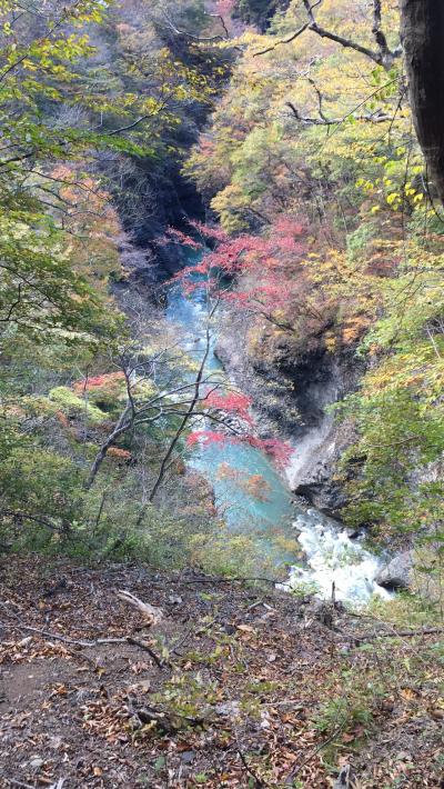 吾妻渓谷 紅葉 2015 群馬県民の日