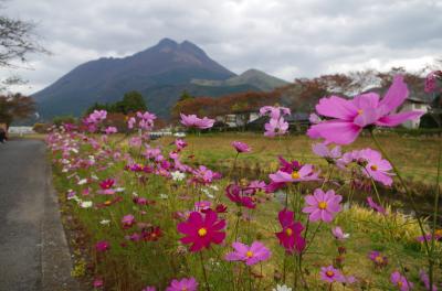 大分県由布市　金鱗湖だけじゃない！大杵社で御神木のパワーを感じる(2015年10月)