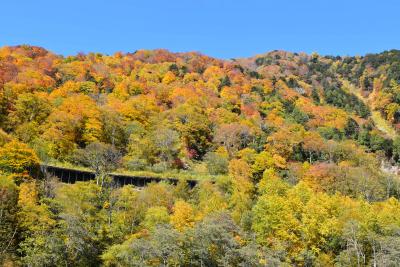 美しい彩りの「扇沢の紅葉」とトロリーバスの「鉄玉」（長野）