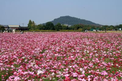 藤原宮跡の数百万本のコスモス