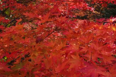 紅葉ドライブ in 大町...2日目