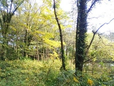 日曜日の秋が瀬公園