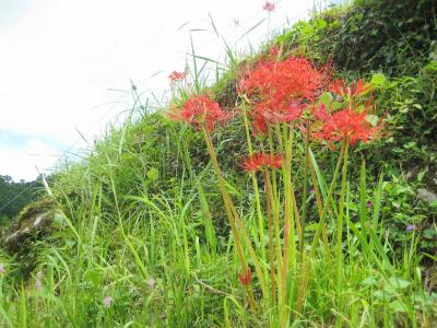 うきはで棚田の秋！彼岸花めぐりウォーキング