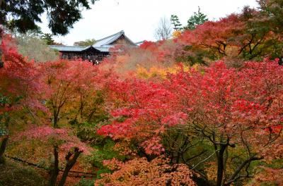 秋の京都紅葉～東福寺～