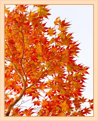 Solitary Journey［1667］山々が最も輝く季節。山肌の草木や樹木が秋色に染まっていました。＜もみのき森林公園＞広島県廿日市市