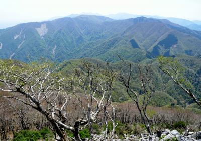 藤原岳（１１４０m）　鈴鹿にある花の百名山