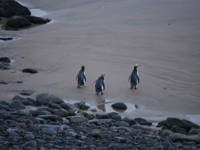 ペンギンに会いたくてニュージーランド南島 ※3日目