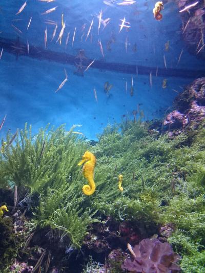 4歳と行くシンガポール&マレーシア⑩