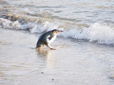 ペンギンに会いたくてニュージーランド南島 ※4日目