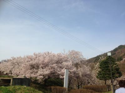 桜咲く高遠～、美味しいものと昼神温泉～♪