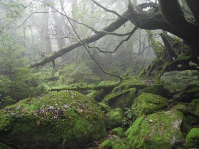 屋久島　２泊３日　①白谷雲水峡