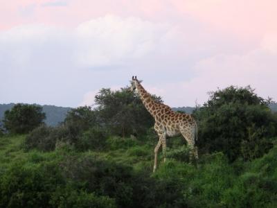 2015/10 4travelモニターツアー 南アフリカ5泊8日 6/7 <カリエガゲームリザーブ> 