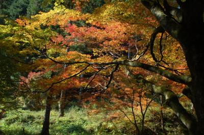 高蔵寺で紅葉狩り