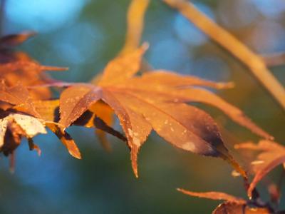 まだまだ紅葉を求めに