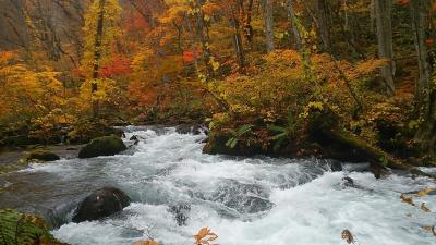 晩秋の奥入瀬渓流