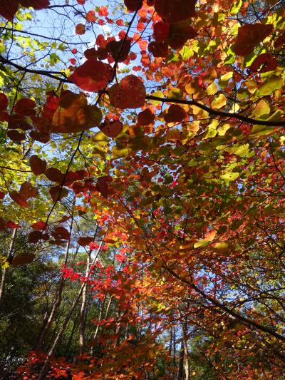 ハート型の紅葉