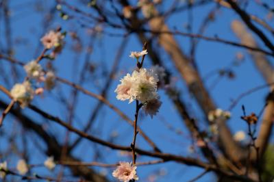 ２０１５　秋　新宿御苑で桜を愛でる