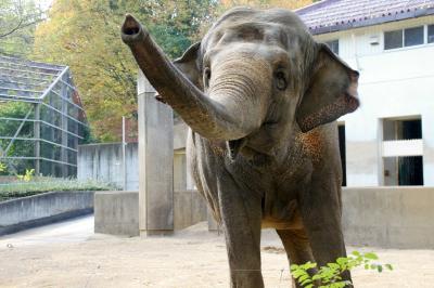 北陸新幹線で行く長野・石川・福井３県３園レッサーパンダ動物園めぐり（３）【茶臼山動物園】お散歩タイムのアルパカのパールくんにさわり放題！～ビントロングに会えなくて残念だったけど、その他の動物たち＆園内の紅葉景色