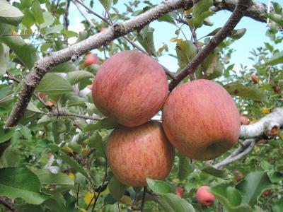 親孝行のつもり旅、富岡製糸場・草津温泉、沼田のリンゴ、日光