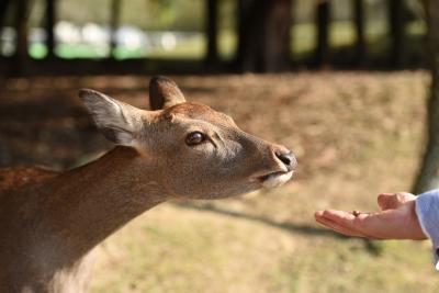 日帰り奈良遠足