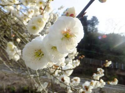 日帰りで高尾梅郷へ梅を見てきました