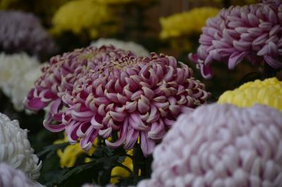 備前法華巡り2-岡山市北区（備前・備中一之宮）