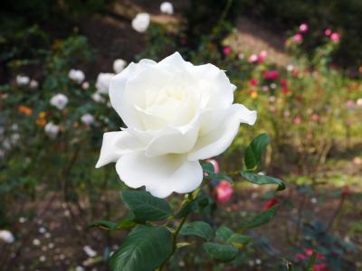 花フェスタ記念公園　　秋のバラまつり