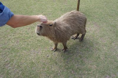箱根の次は別府に行ってきました、、、の前の、福岡屋台と阿蘇ファームランド